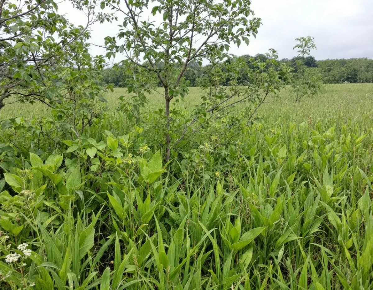 La responsabilité juridique des entreprises face à l'érosion de la biodiversité : enjeux et perspectives